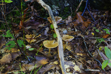 Cluster Of Natural Occurring Yellow Mushrooms