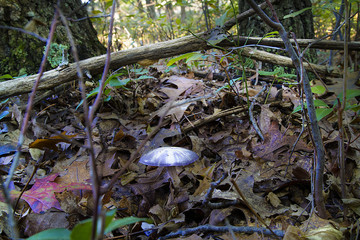 Cortinarius Iodes, Purple Spotted Mushroom Growing Naturally In Oak Forest