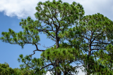 Obraz premium tree and blue sky