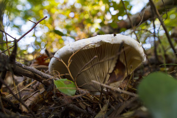 Leucopaxillus Giganteus Mushroom Growing In Natural Environment