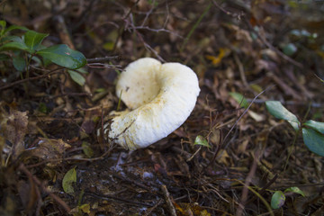 Leucopaxillus Giganteus Mushroom Growing In Natural Environment