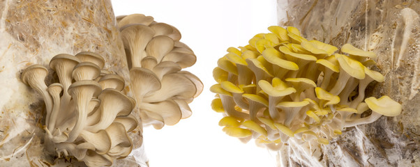 Oyster mushrooms - Pleurotus ostreatus and Pleurotus cornucopiae growing on a sack with straw