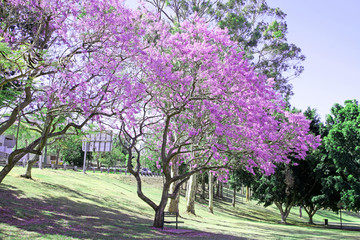 Beautiful Jacaranda trees in New Farm Park, Queensland, Australia