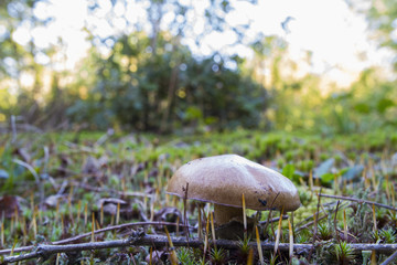 Large Gilled Mushroom Growing Isolated On Moss In Forest