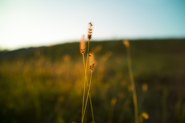 Macro Wheat And Grasses Illuminated By Warm Sunlight