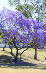 Beautiful Jacaranda trees in New Farm Park, Queensland, Australia