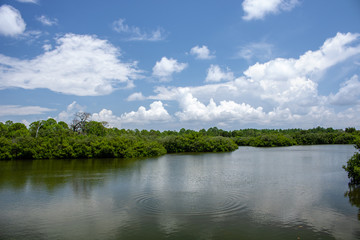 landscape with river and trees
