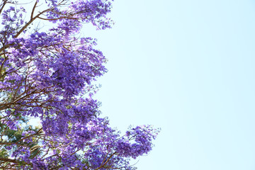 Beautiful Jacaranda trees in New Farm Park, Queensland, Australia