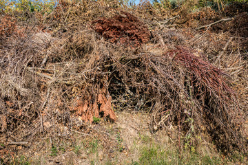 Baum und Grünschnitt Deponie