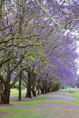 Fototapeta premium Beautiful Jacaranda trees in New Farm Park, Queensland, Australia