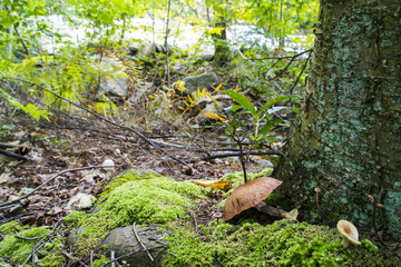 Deadly Galerina Mushroom, Extremely Toxic Fungus On Dead Tree Stump