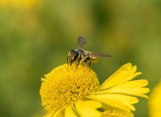 A Leaf-cutter Bee (Megachile) collection nectar and pollen on a yellow Sneezeweed (Helenium) flower