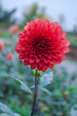 Mulltilobe gerbera blooming in the fall in a park.