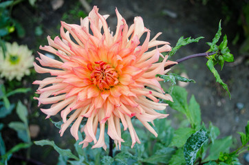 Mulltilobe oranje gerbera blooming in the fall in a park.