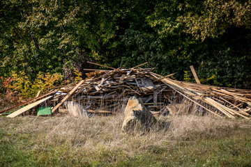 Altholz in der Natur