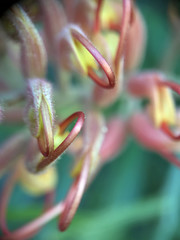Closeup of pink and yellow Grevillea flower located in Queensland, Australia