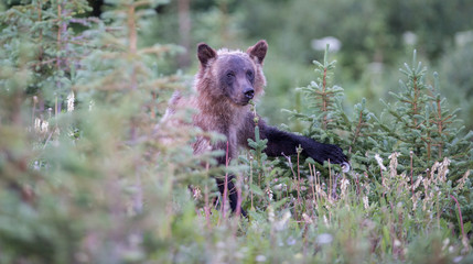 Grizzly bear in the wild