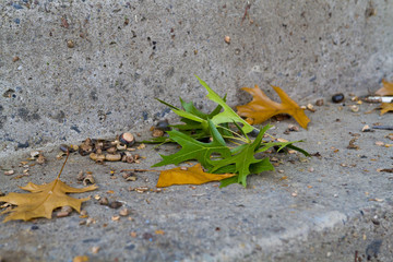 Autumn Tree Leaves Concrete Background