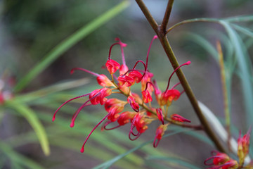 Closeup of pink and yellow Grevillea flower located in Queensland, Australia