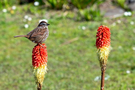Song sparrow perched on red hot poker flower