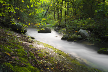 Obraz premium Autumn Forest Landscape Crisp Clean Mountain Stream Compliments Forest Scene