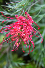 Closeup of pink and yellow Grevillea flower located in Queensland, Australia