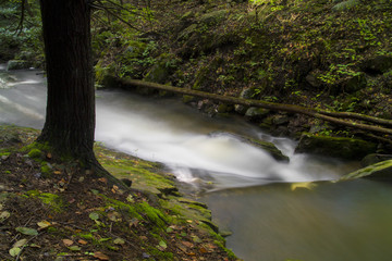 Fototapeta na wymiar Autumn Forest Landscape Crisp Clean Mountain Stream Compliments Forest Scene