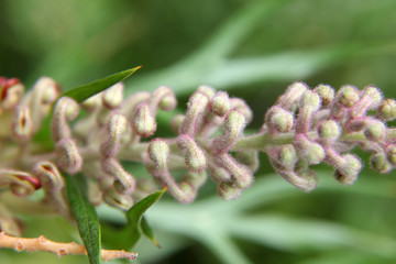 Closeup of pink and yellow Grevillea flower located in Queensland, Australia
