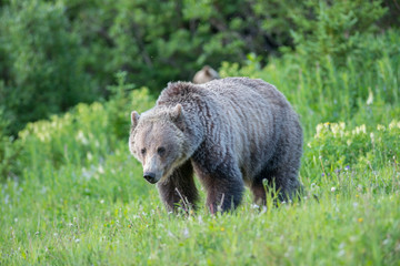 Fototapeta premium Grizzly bear in the wild