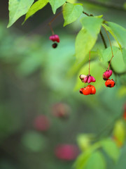 Obraz premium Pink flowers with orange seeds of euonymus europaeus or spindle, deciduous shrub. Celastraceae
