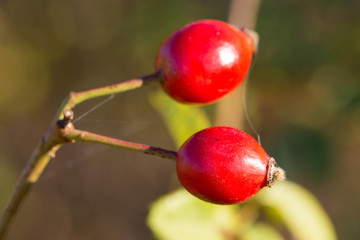 Sprig of wild rose in autumn
