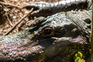 American alligator