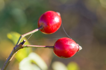 Sprig of wild rose in autumn