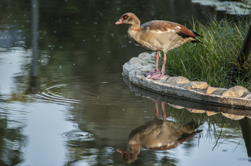 duck on water10