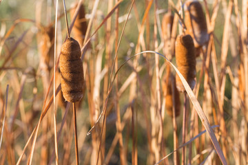 Reed in the sun close up