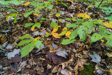 Early Autumn, Leaves In Forest Changing Colors