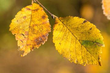 Red and Orange Autumn Leaves Background, Golden autumn in warm colors	