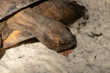 Gopher tortoise