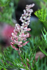 Closeup of pink and yellow Grevillea flower located in Queensland, Australia