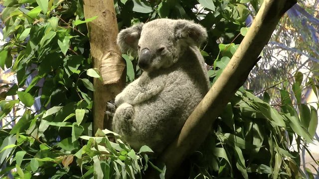 Koala in tree