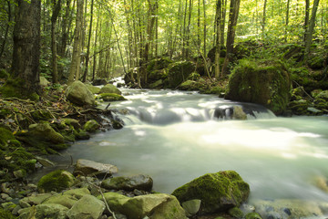 Obraz premium Swift Mountain Stream With Autumn Colors In Forest Environment 