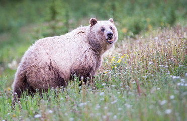 Grizzly bear in the wild
