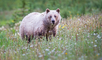 Grizzly bear in the wild