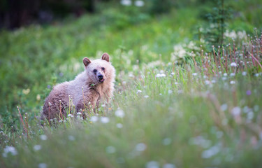 Grizzly bear in the wild