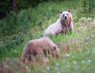 Grizzly bear in the wild