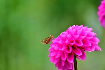 ダリアの蜜を懸命に吸うイチモンジセセリ