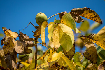 Reife Walnüsse am Baum
