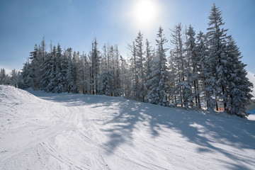 Obraz premium Trees in winter