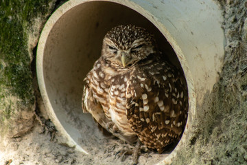 Burrowing owl
