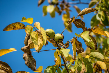 Reife Walnüsse am Baum